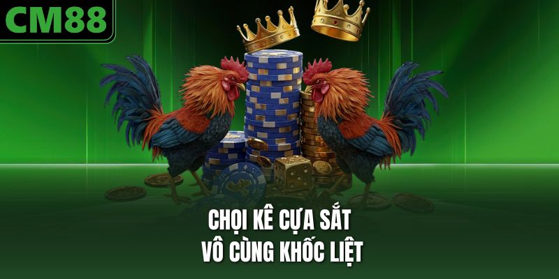 Chọi kê cựa sắt vô cùng khốc liệt